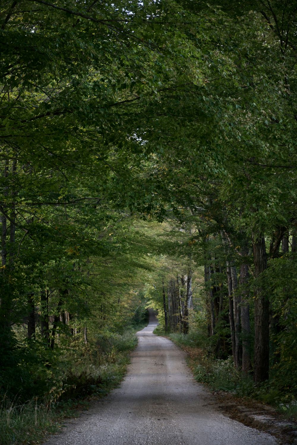 Viktigheten av å bygge skogsvei