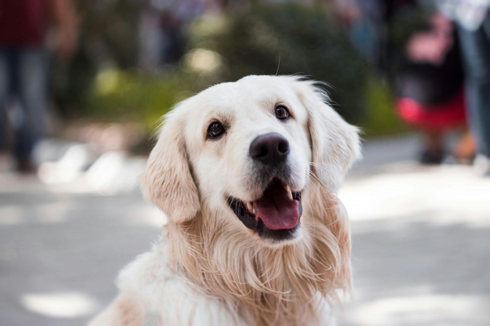 Klippemaskiner til hund  slik velger du riktig modell